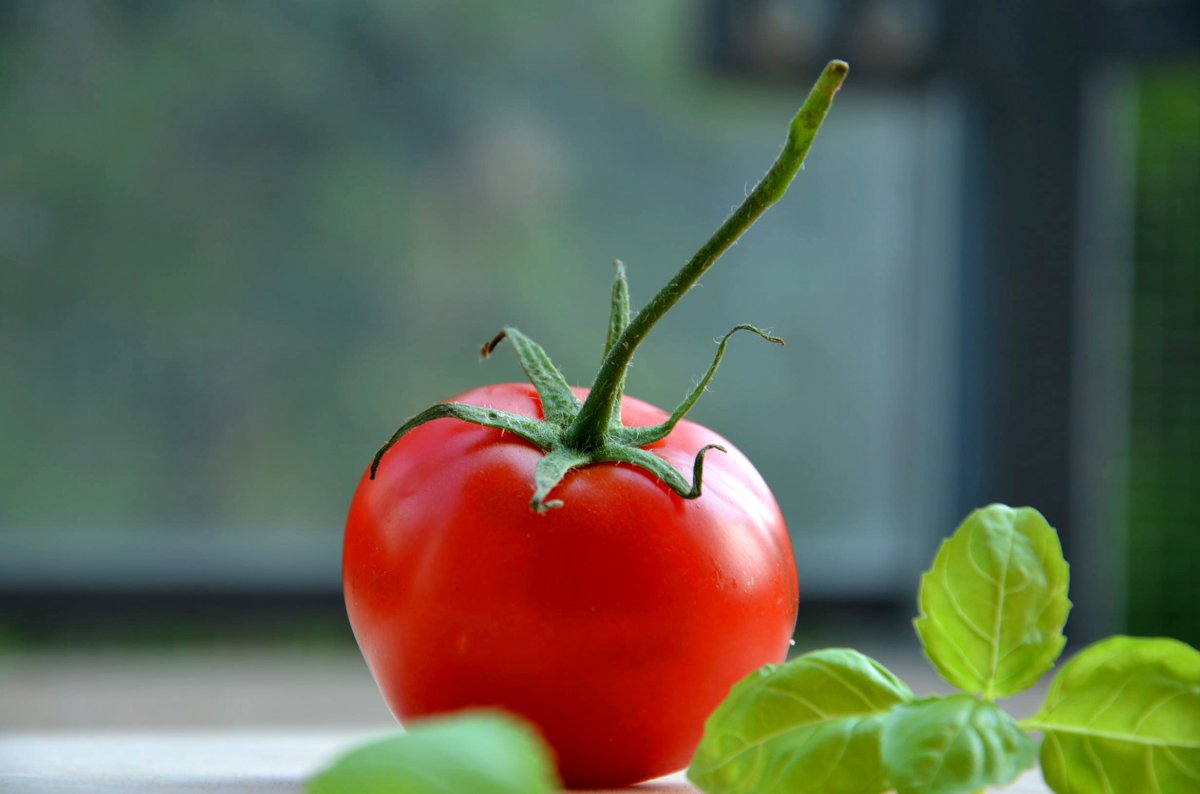 Właściwości pomidorów